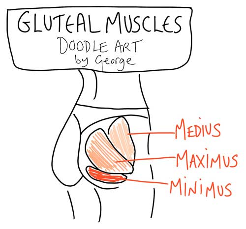 Gluteal Muscles Pilates Anatomy