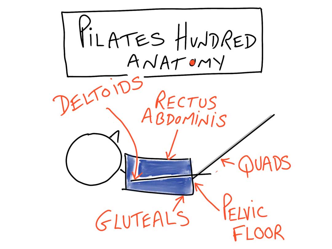 Pilates Hundred Anatomy