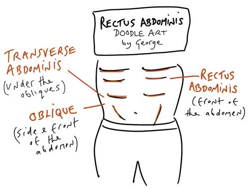 Rectus Abdomins Pilates Anatomy