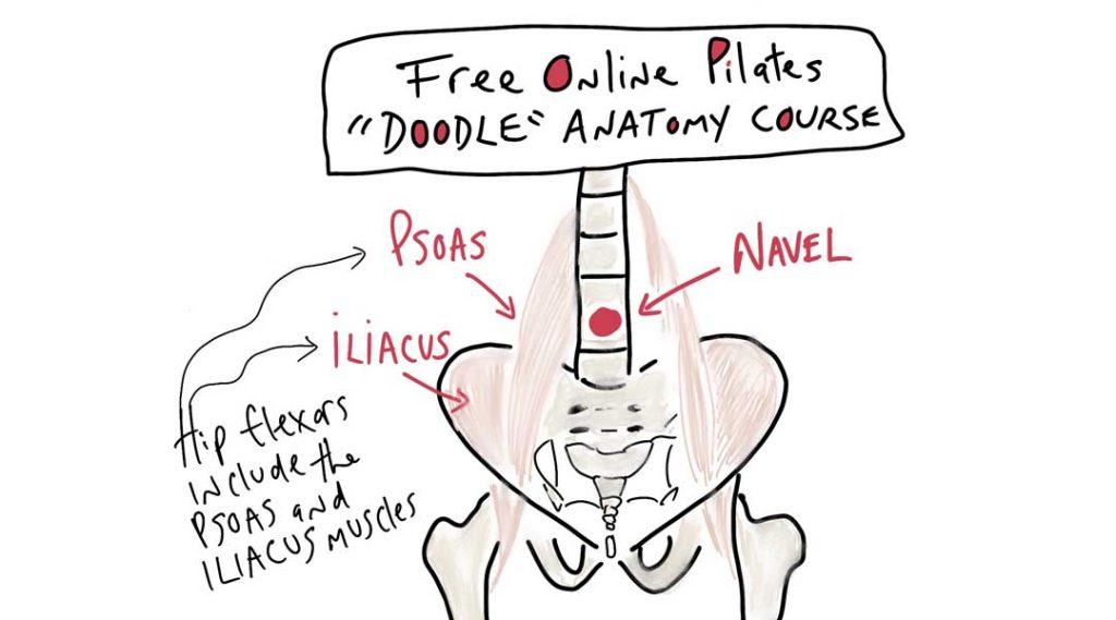 Free Pilates Anatomy Online Course With Doodles