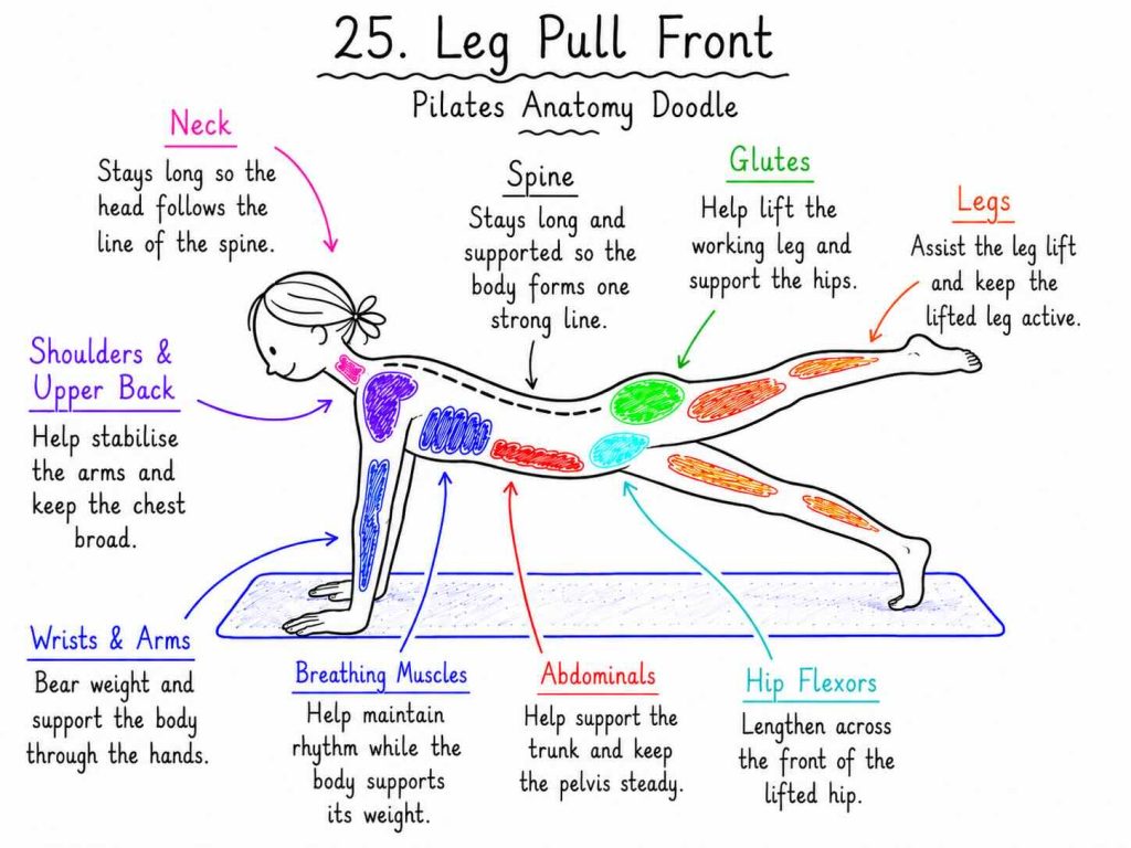 Leg Pull Front Pilates anatomy doodle showing a colour-coded hand-drawn female figure in a front support plank position with one leg lifted, with labels for the neck, shoulders and upper back, wrists and arms, spine, glutes, legs, breathing muscles, abdominals, and hip flexors.