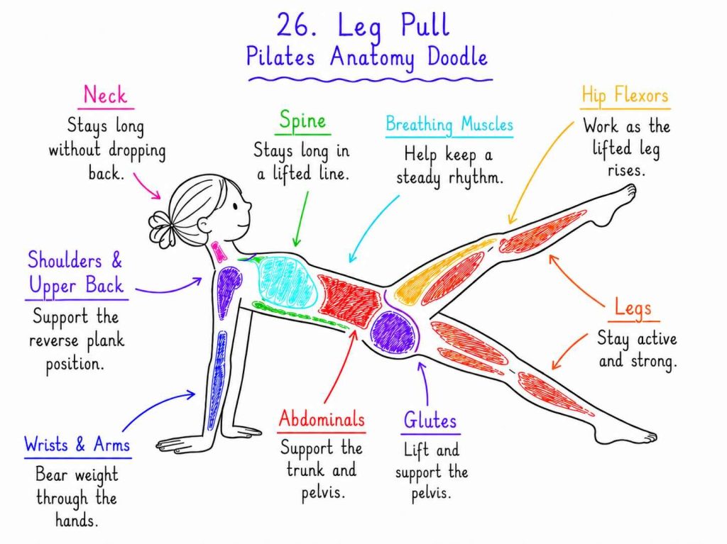 Leg Pull Pilates anatomy doodle showing a colour-coded hand-drawn female figure in a reverse plank position with one leg lifted, with labels for the neck, shoulders and upper back, wrists and arms, spine, breathing muscles, abdominals, glutes, hip flexors, and legs.